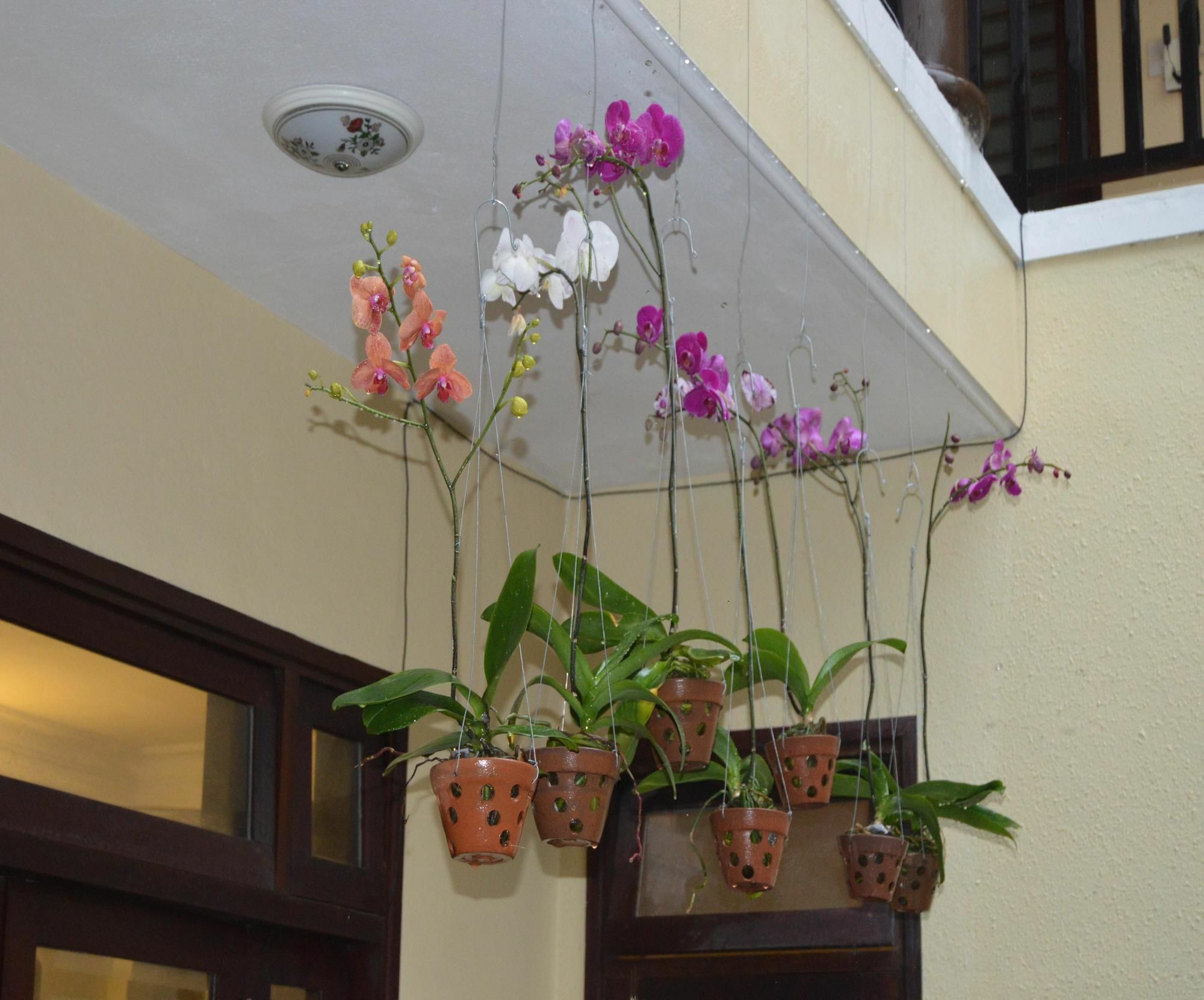 Orchids Homestay Hoi An Luaran gambar